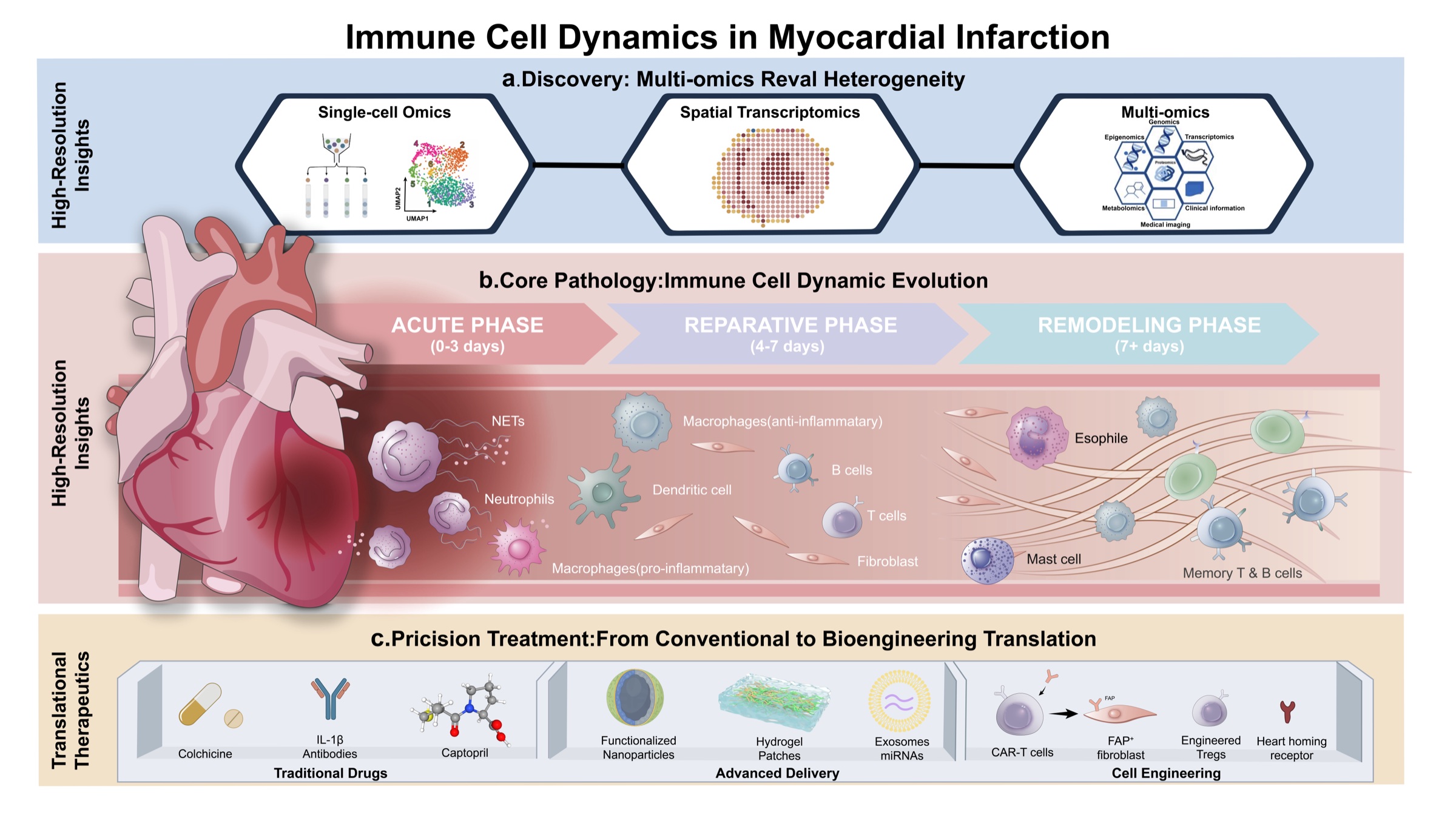 Graphical abstract showing immune-cell dynamics in myocardial infarction