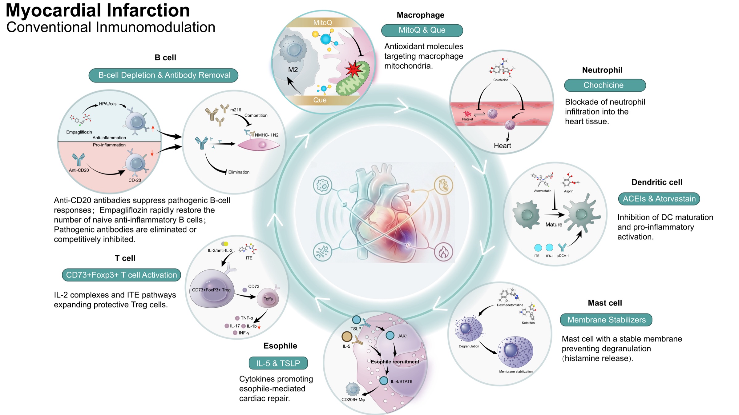 Conventional immunomodulatory strategies after myocardial infarction