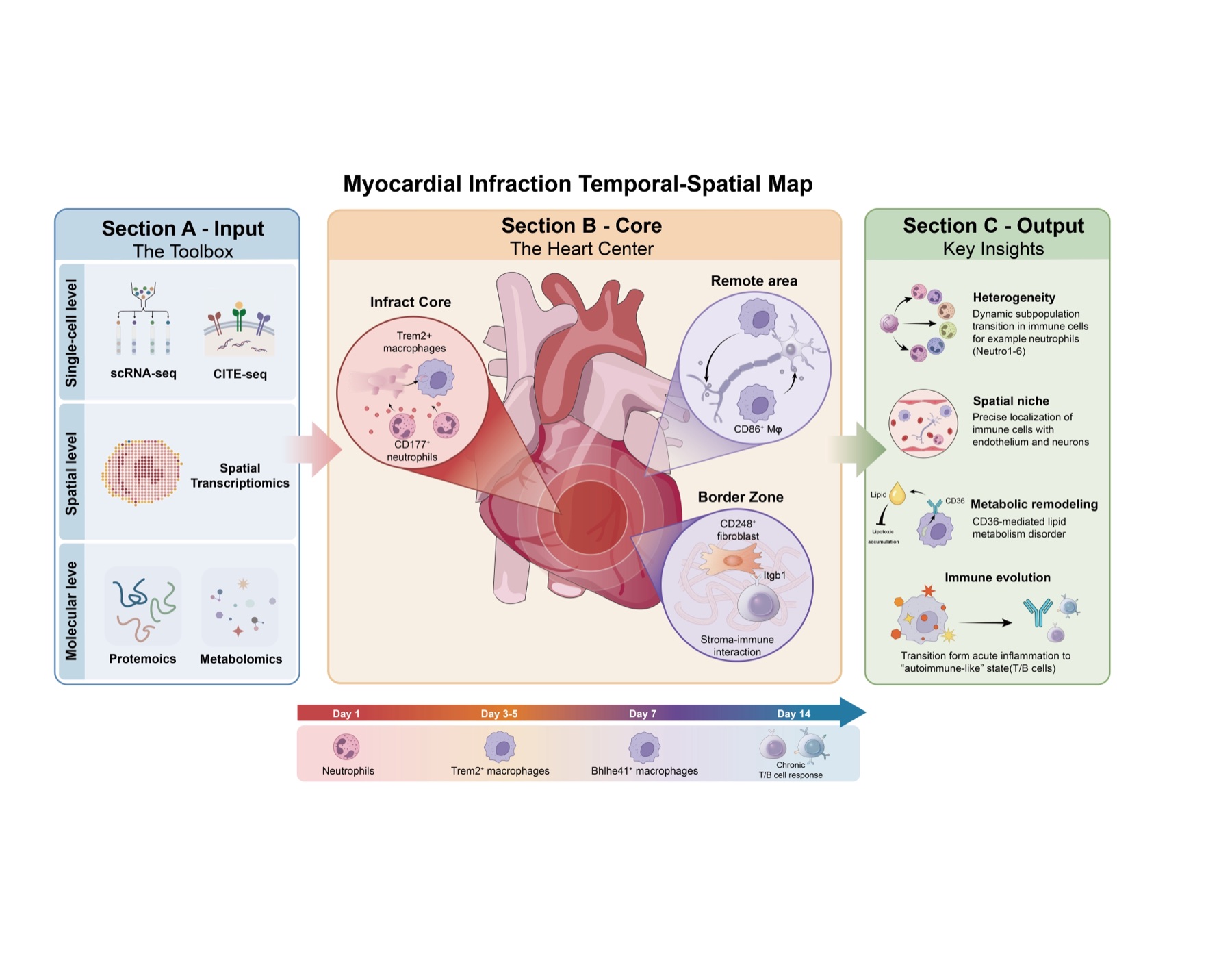 Temporal-spatial multi-omics map of myocardial infarction
